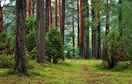 A chat bot for the forestry industry was launched in Ukraine