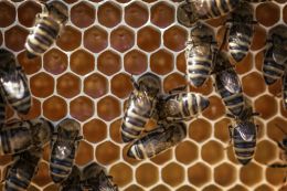Build your own bee house with Ikea