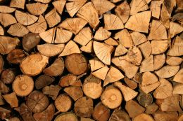 Business insists on mandatory revision of the draft law "On the timber market"