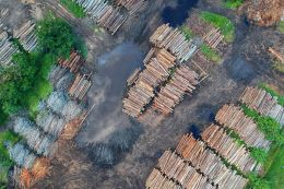 Ukraine may lift the moratorium on the export of round timber to the EU in exchange for € 600 million