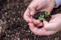 Phytodiagnostics helps to preserve the harvest and save on fertilizers
