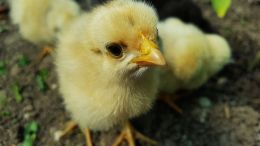 Since the beginning of the year, Ukraine has imported over 88 million poultry