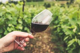 It became known for which wines excise stamps were canceled