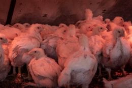 In the poultry house, it is not recommended to turn on the lights before 4 a.m.