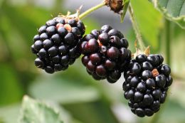Blackberries need more water when pouring berries