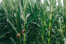 Corn can produce a crop even after lodging due to bad weather - experience