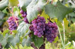 Scientists have studied the adaptive potential of grape varieties