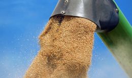 National operator buys grain from farmers, - Ministry of Agriculture