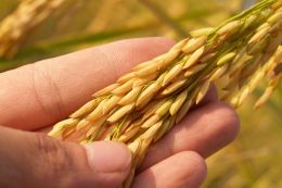 Ministry of Agriculture cancels additional procedures for certification of seeds