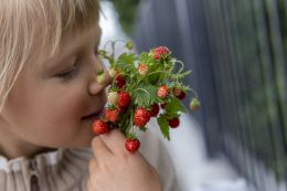 The farmer advised which strawberry planting material to use