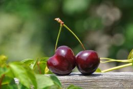 Named the best direction for the export of Ukrainian cherries