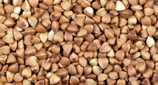 Семена Гречихи Арно (Канада) 1–й репродукции. Ультраранняя до 70 дней