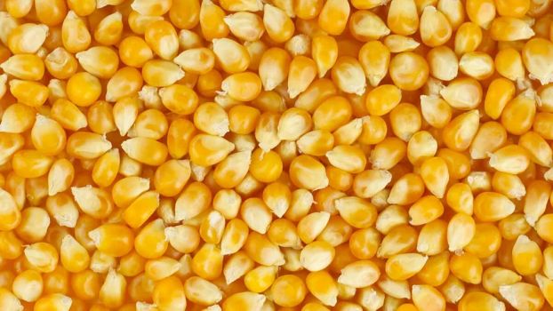 Продам кукурузу