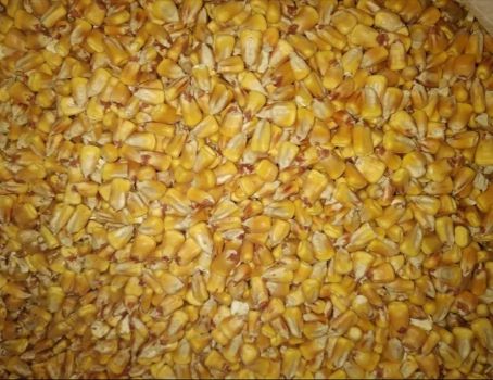 Продам кукурузу