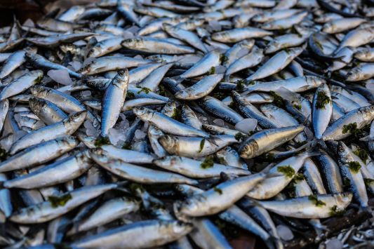 Стартував промислового вилову біоресурсів у Азовському морі