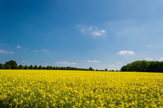 В 7 областях Украины началась посевная озимых зерновых