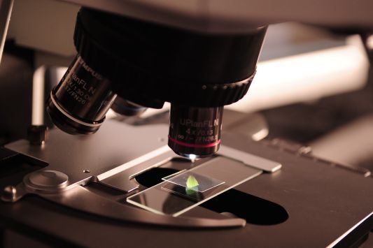 Microalgae will raise Omega-3 levels in milk