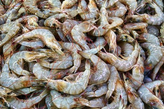 The largest shrimp farm in Europe works in Mykolaiv region