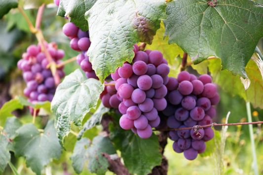 Reasons for the failed 2021 grape season in Ukraine.