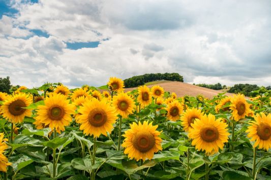 Record sunflower harvest was harvested in the Vinnytsia region