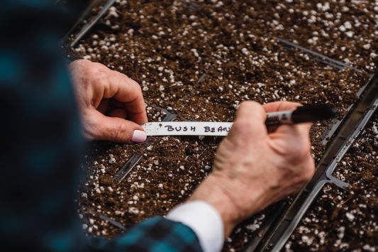 The results of phytosanitary analysis of winter grain crops were announced
