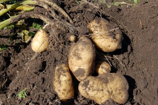 Готовим картофель и овощи к хранению – 7 этапов