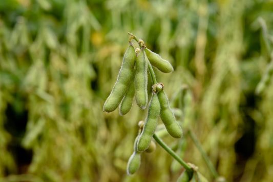 Prices for Ukrainian soybeans are under pressure from low demand