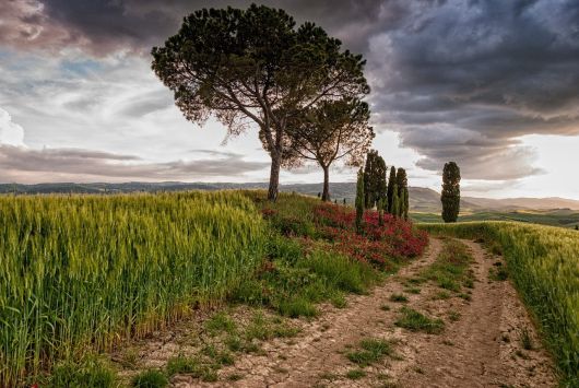 Understanding Soil Carbon Sequestration in Combating Global Climate Change