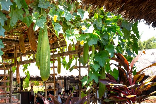 A record plot of luffa cultivation was registered in the Kherson region