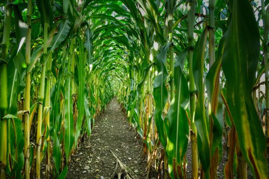 More than 6 million tons of corn exported from Ukraine