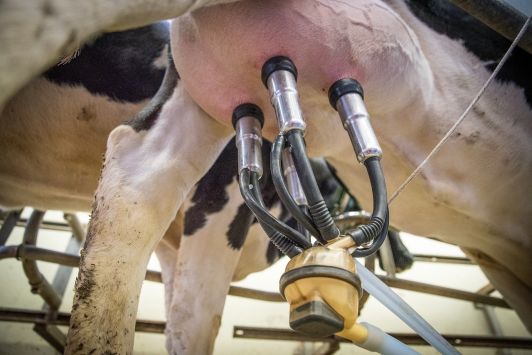 Ukraine will create a program for the development of the dairy industry by 2030