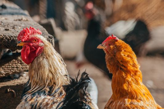 In 2021, Ukraine purchased 5.2% more live poultry abroad