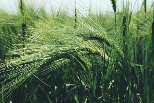 Southern regions are in the lead in sowing areas of winter barley in Ukraine