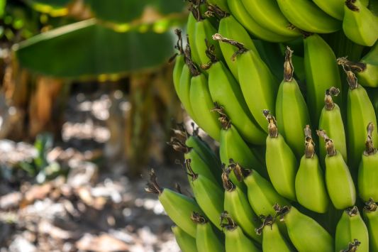 India plans to launch banana fertilizer production