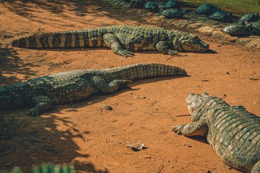 In Thailand, due to a sharp jump in the price of pork, people are switching to crocodile meat