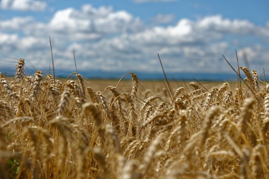 Площа сільгоспугідь під органікою у світі збільшилася на 2,9 млн га